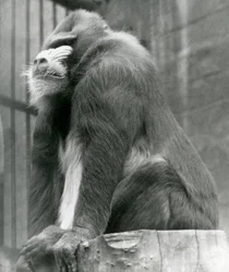 Un mandril macho George sentado en un tronco en su recinto, zoológico de Londres, agosto 1923